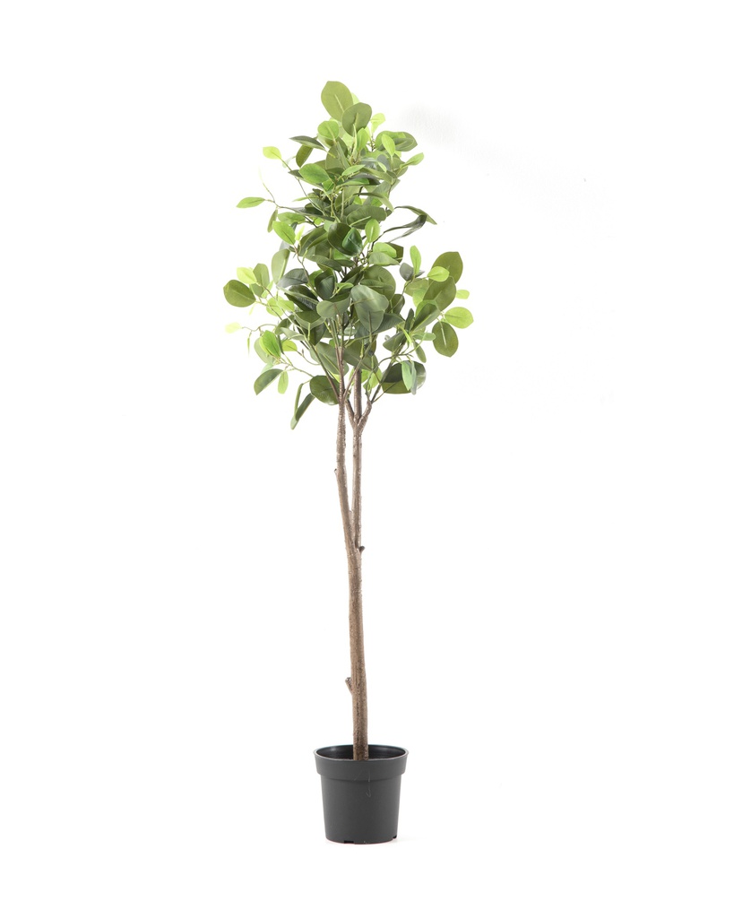 Artificial-Ficus