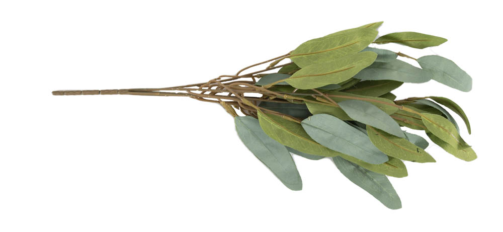 Leaves