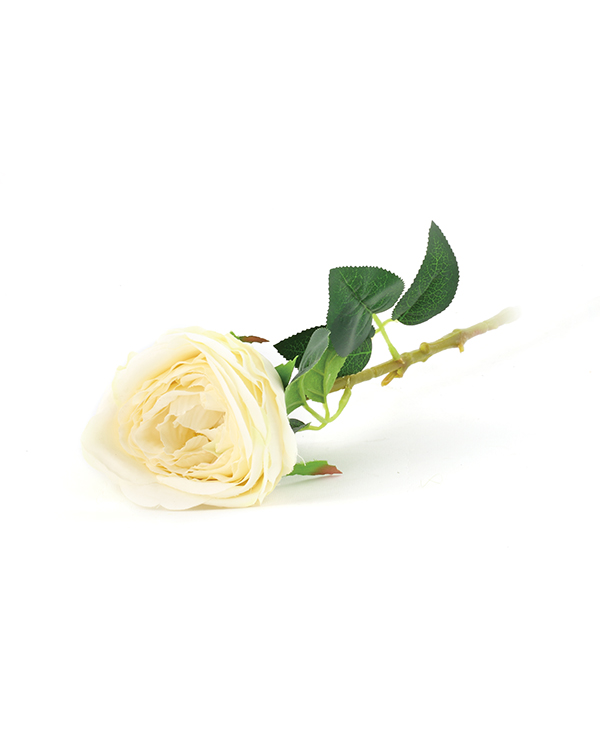 Austin Rose Flower