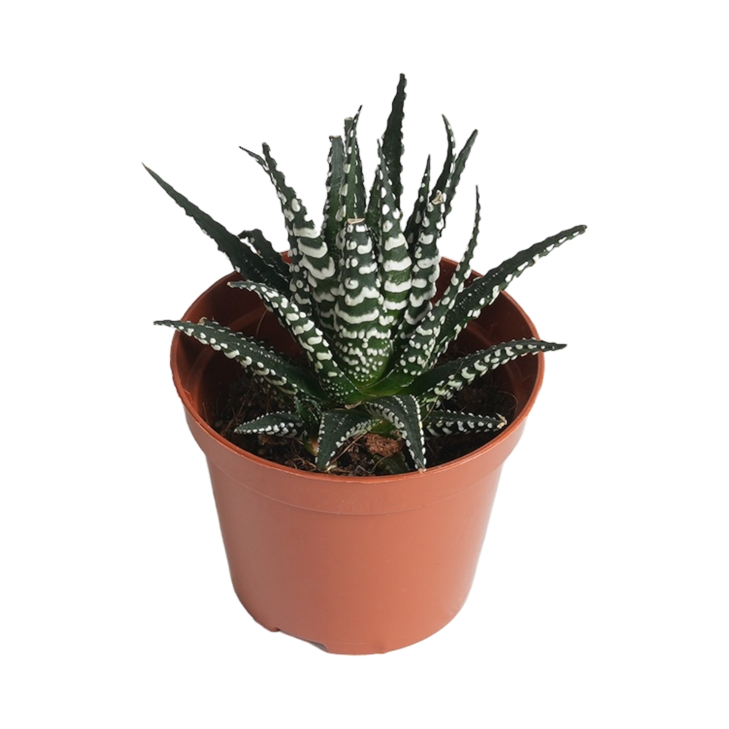 TR-Tiger Cactus