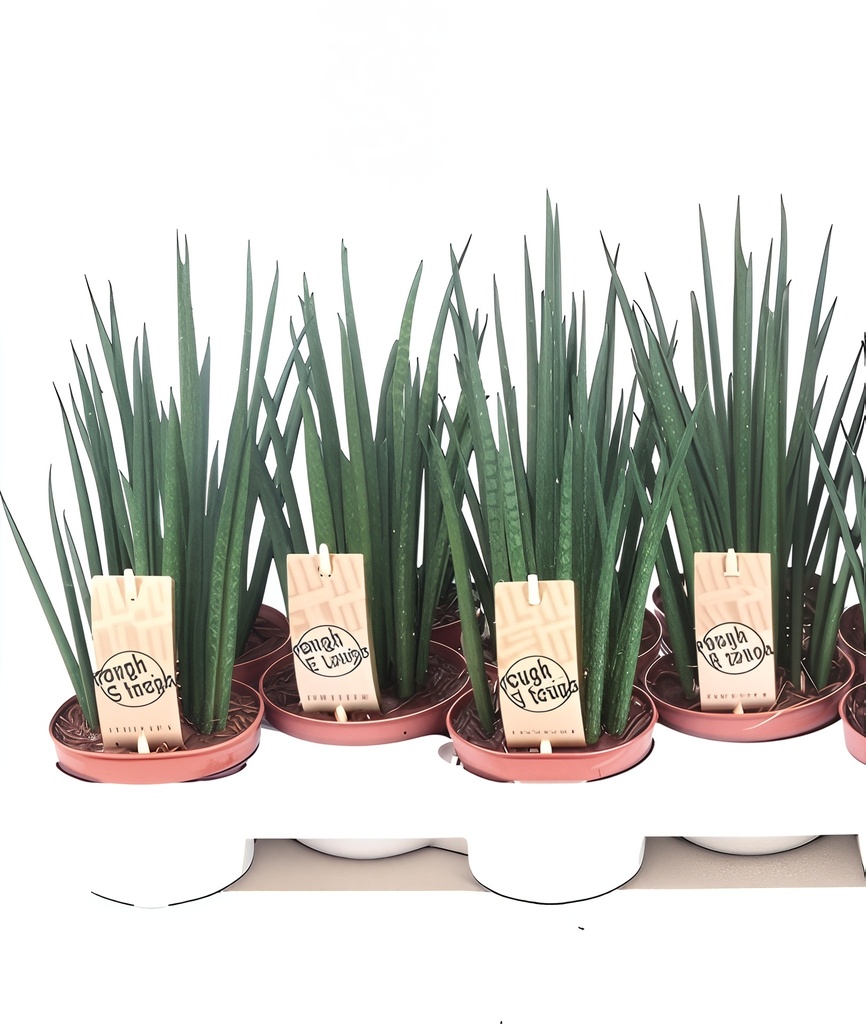 TR-Sanseviera Mikado-Pot-10cm-Plant-30cm