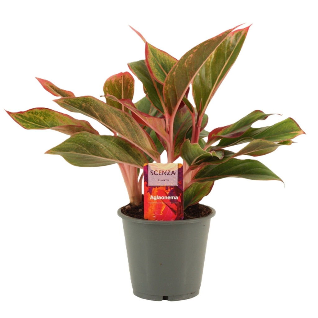 TR-Aglaonema Crete-Pot-12cm-Plant-25cm