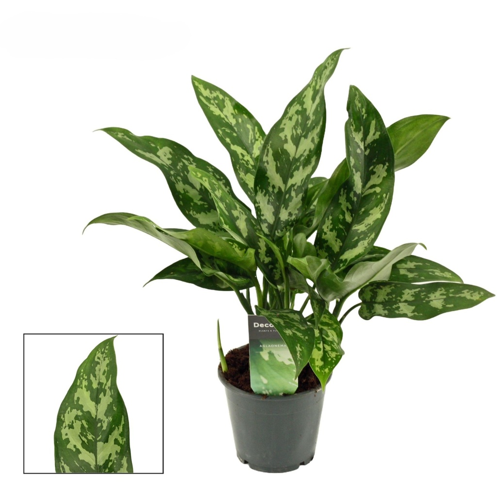 TR-Aglaonema Maria-Pot-12cm-Plant-35cm