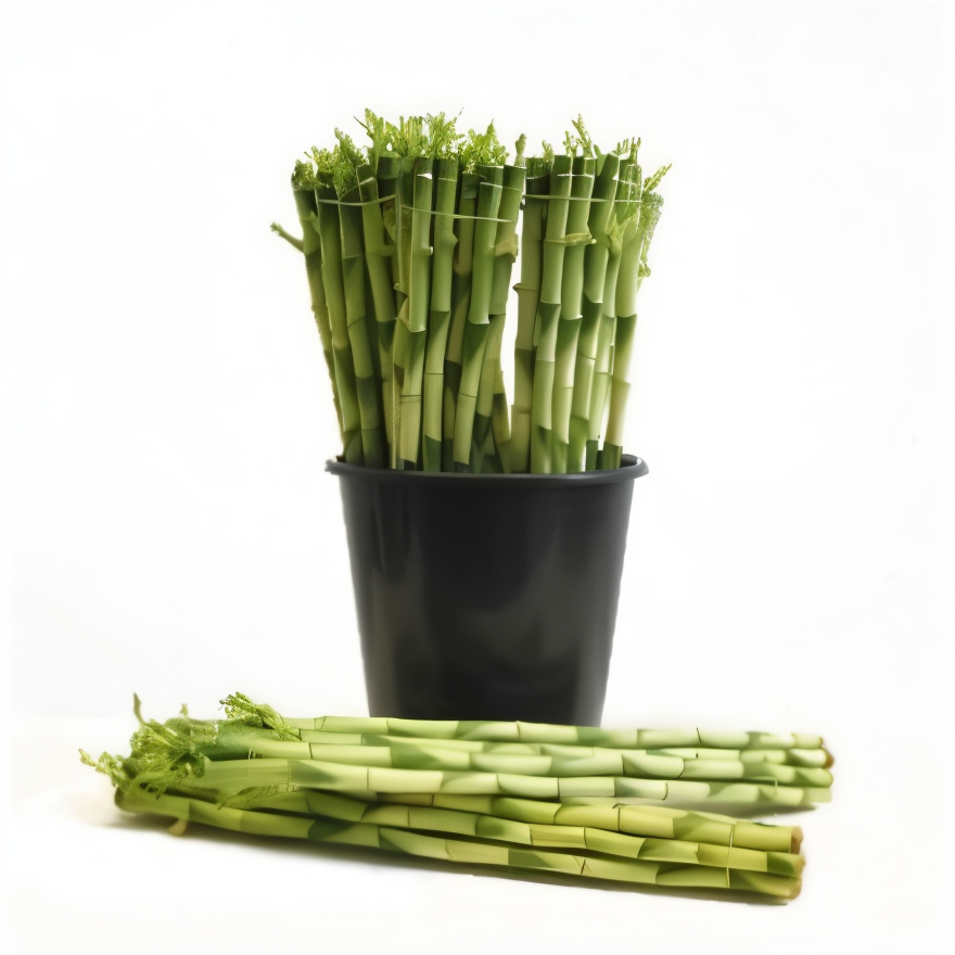 TR-Dracaena Lucky Bamboo Straight W/O Tube 45Cm