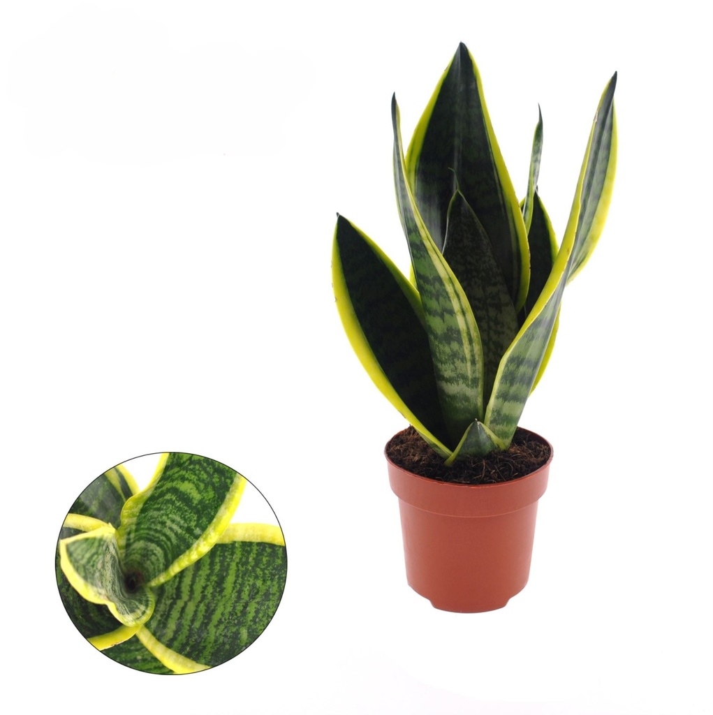TR-Sansevieria Superba