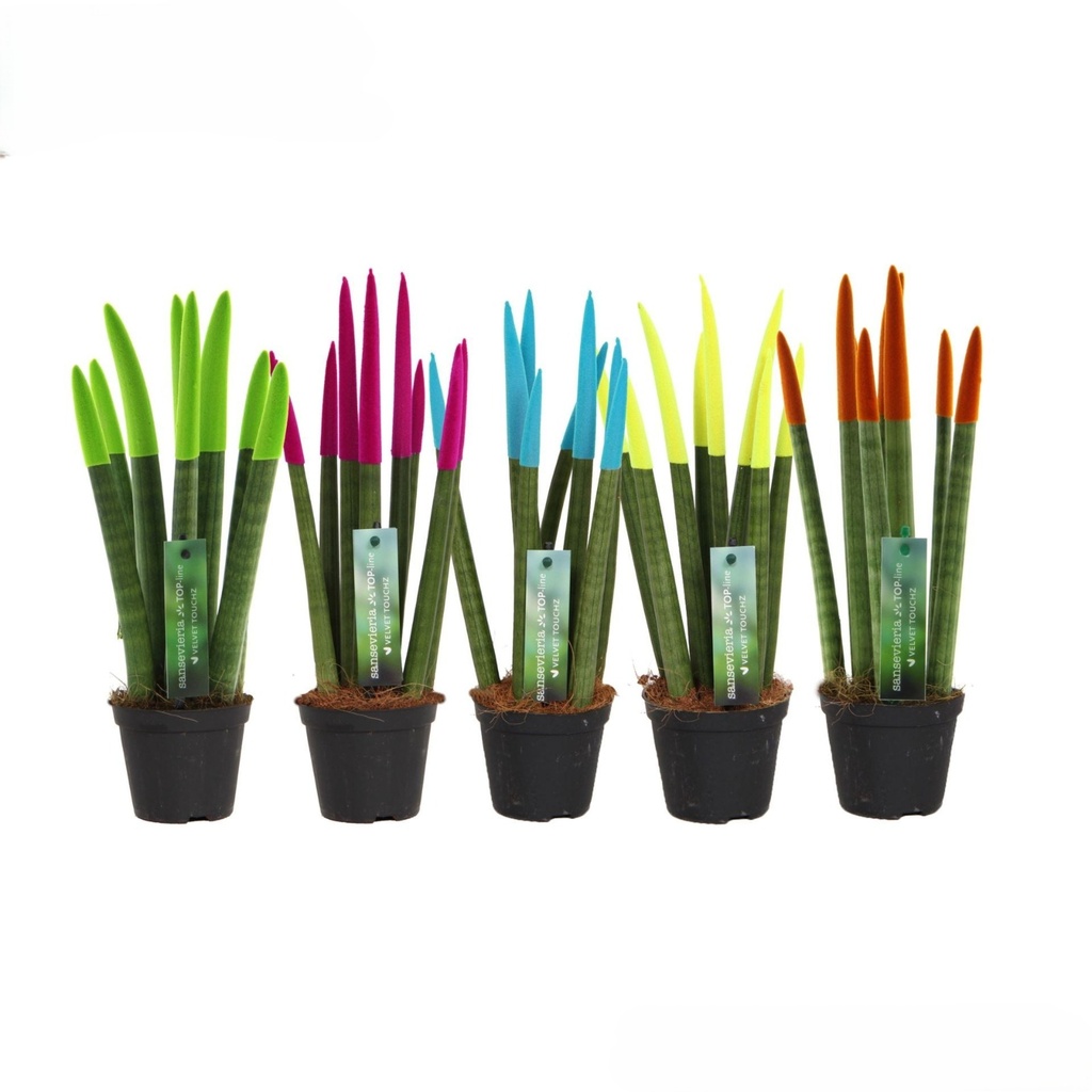 TR-Sanseviera Velvet Touch-Pot-8.5cm-Plant-30cm