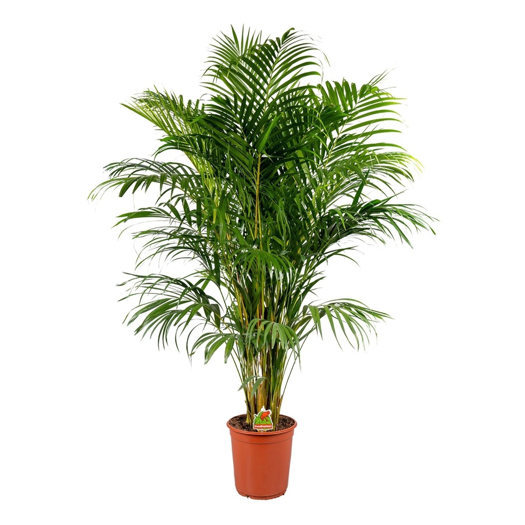 TR-Plant - Dypsis Lutescense - kentia