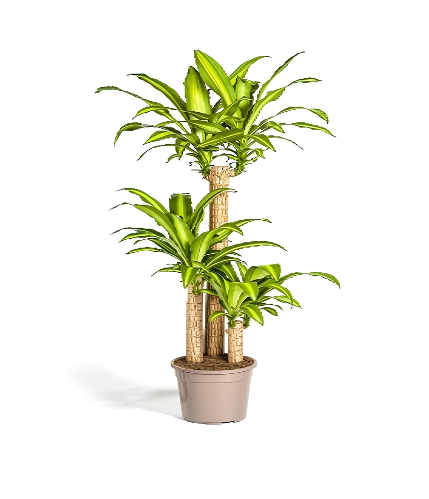 TR-Dracaena Massanggenea-Pot-21cm-Plant-130cm