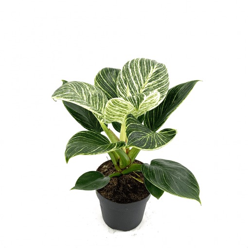 TR-Philodendron Birkin 
