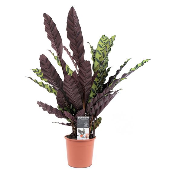 TR-Calathea Insigne 