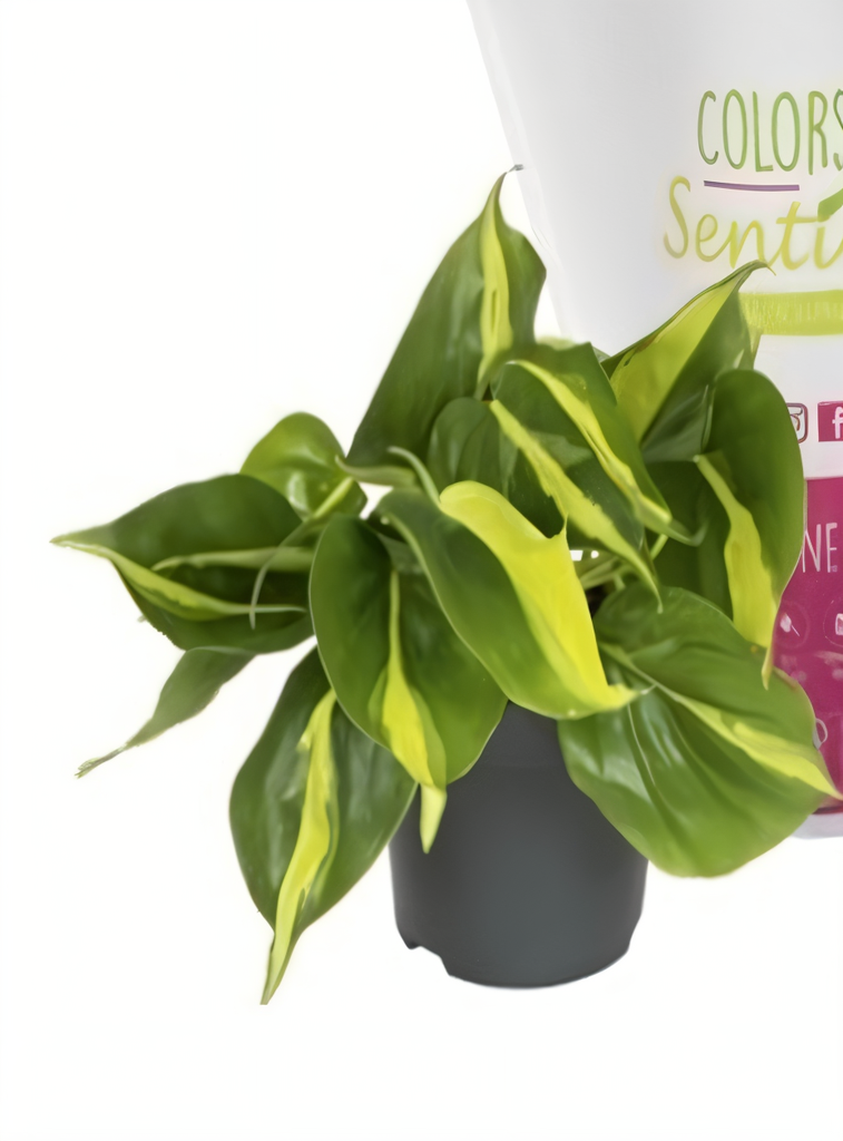 TR-Philodendron Scandens 