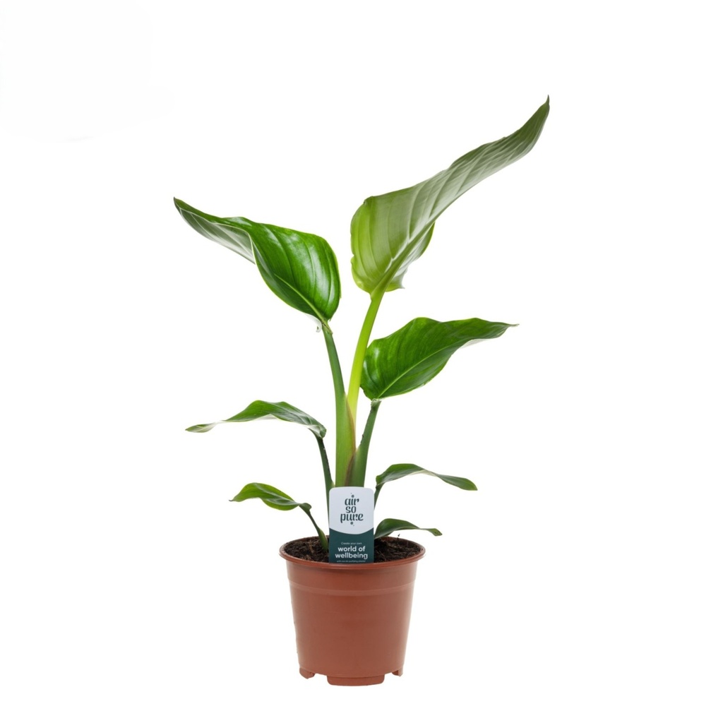 TR-Strelitzia Plant 