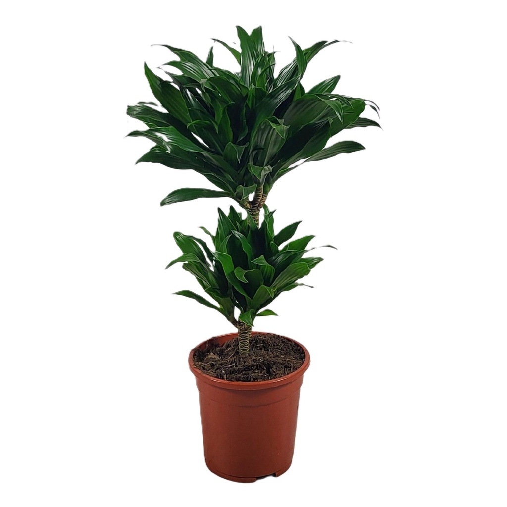 TR-Dracaena Compacta (2 heads) 