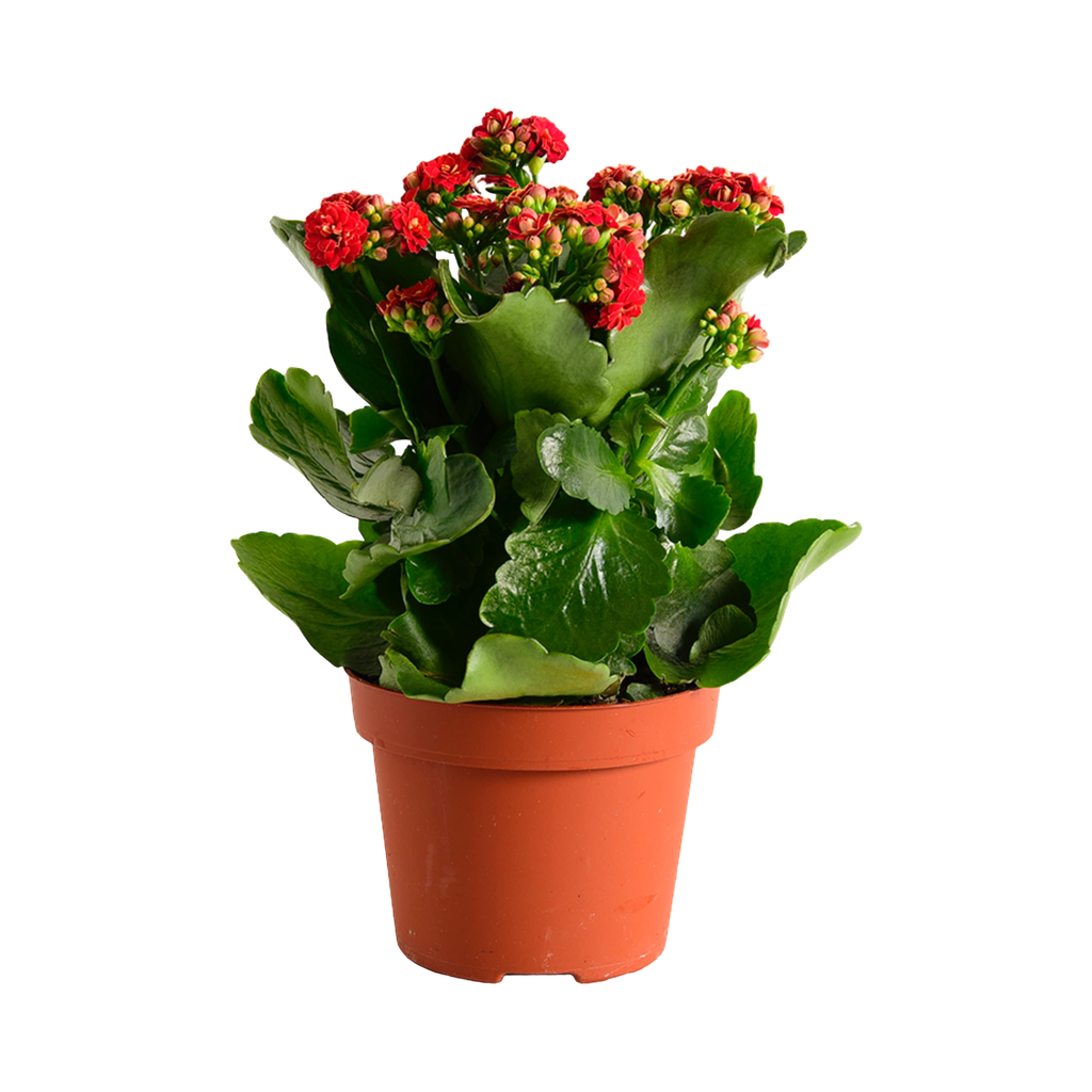 TR-Kalanchoe Cal. Mixed 5 Color/Pot-12Cm.H-25 Cm 