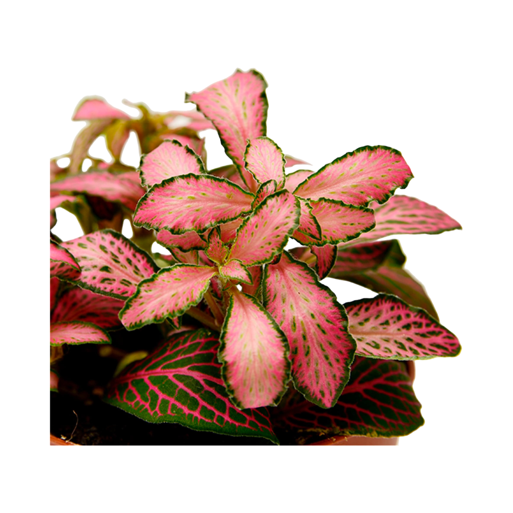 TR-Mixed Fittonia/Pot-8Cm.H-10Cm 