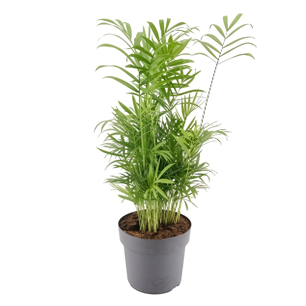 TR-Chamaedorea Elegans/Pot-12Cm.H-25Cm