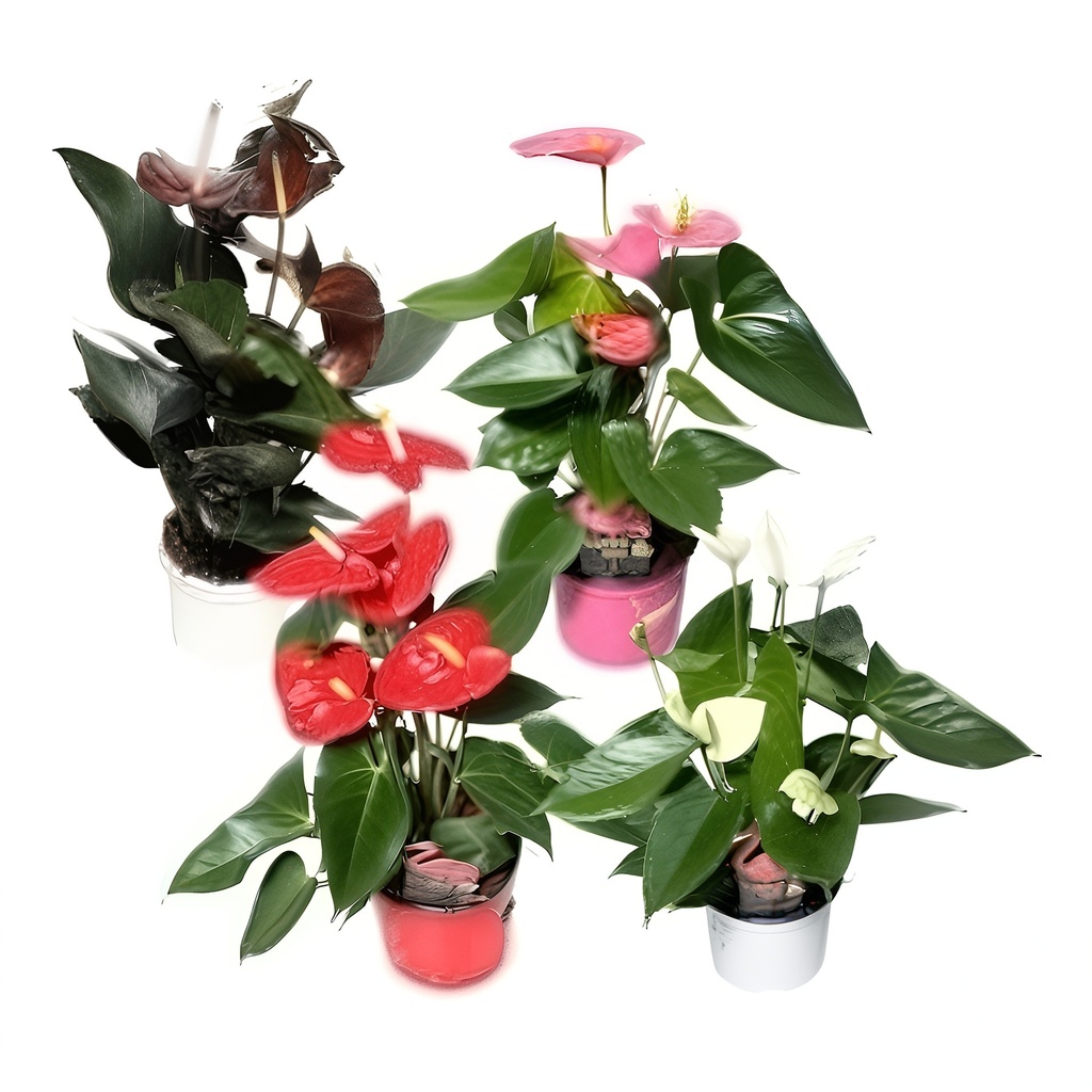 TR-Anthurium Plants