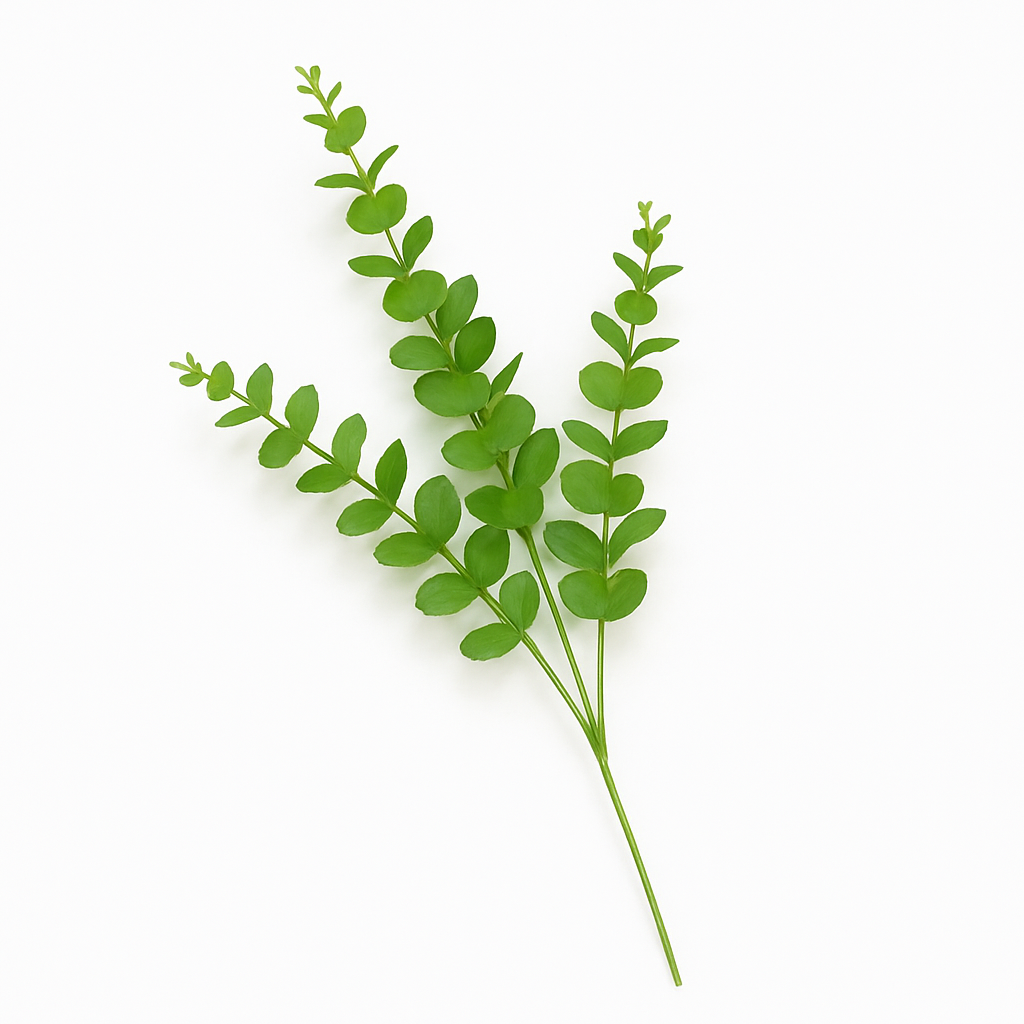 FC-Cleaptus