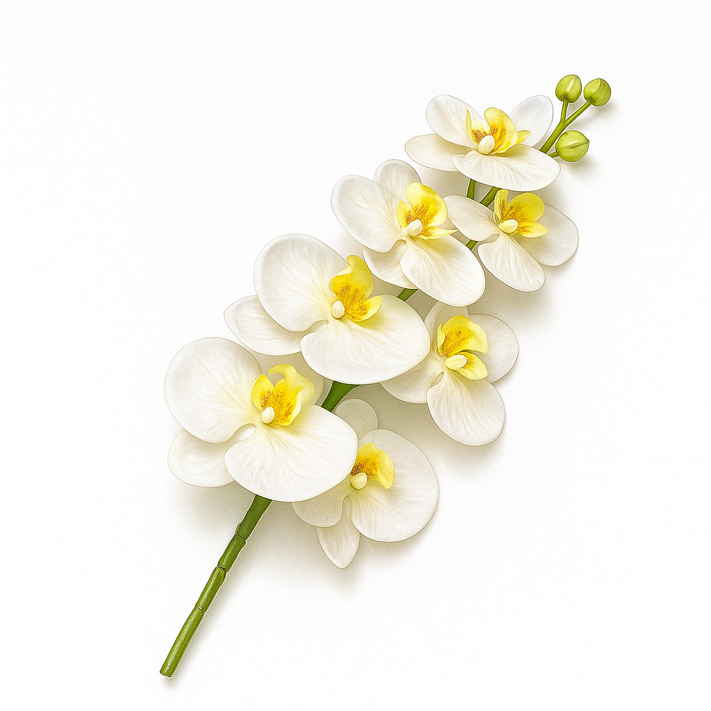 FC-White Rose orchid 06