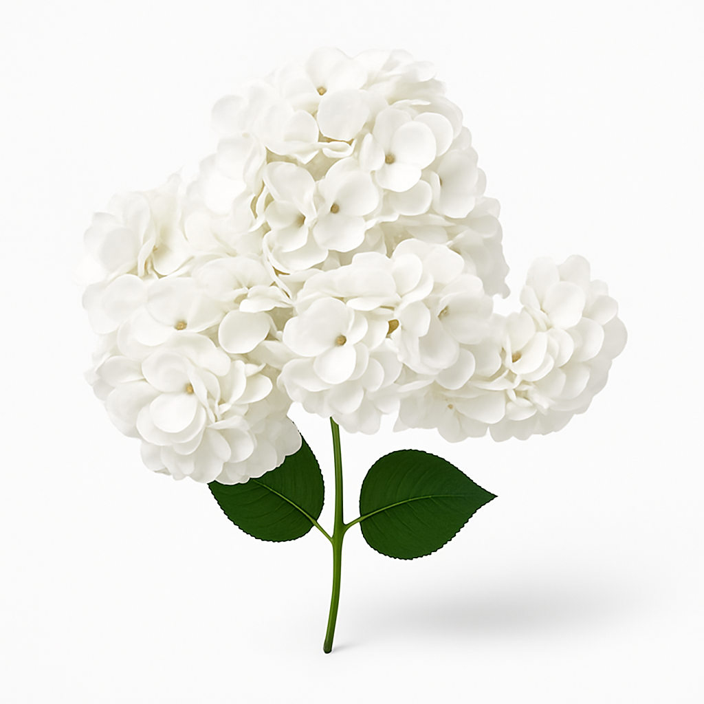 FC-Hydrangea White