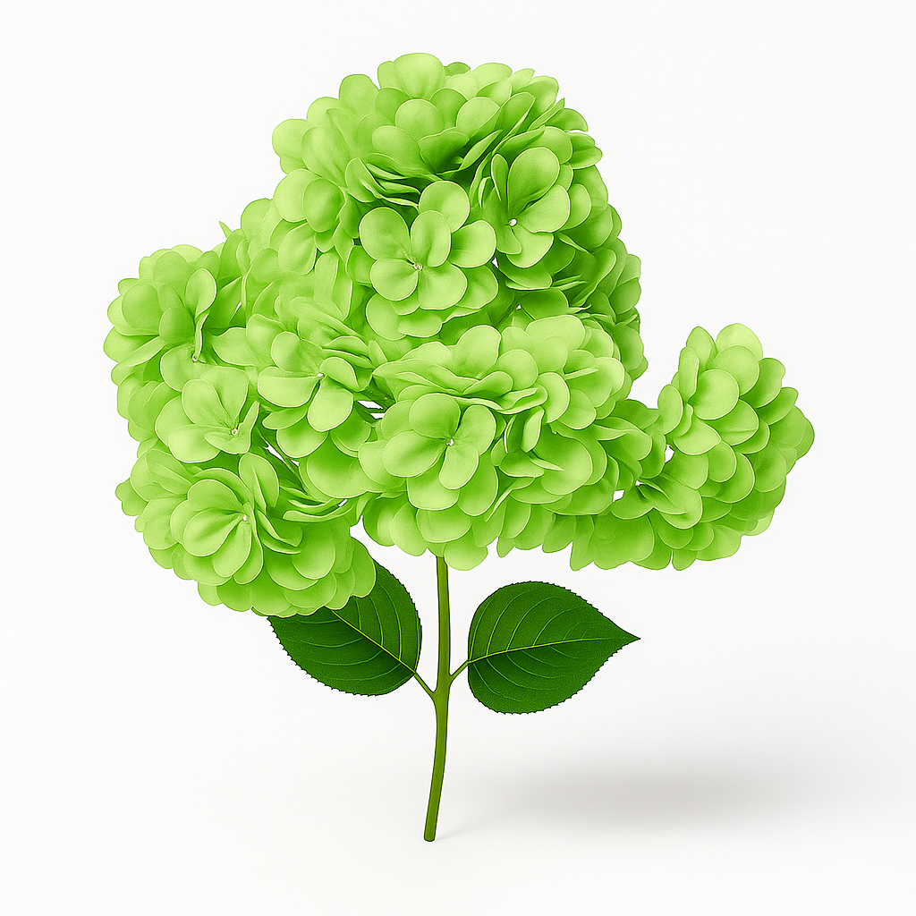 FC-Hydrangea Green
