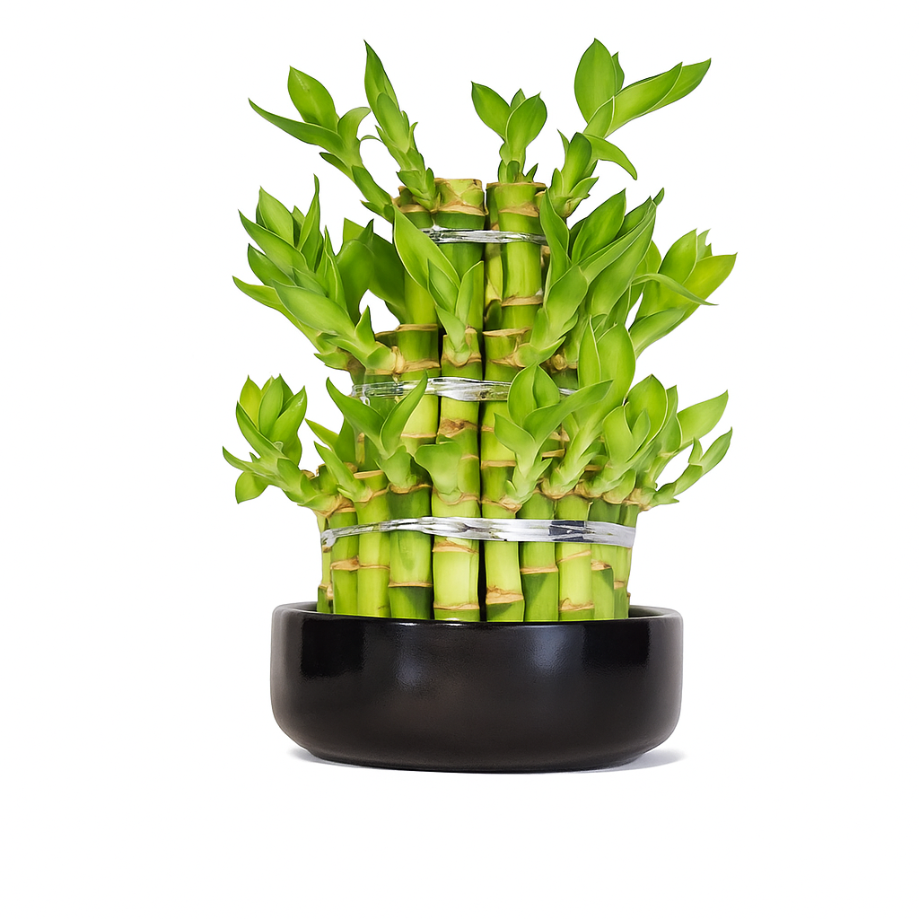 TR-Bamboo Round/ H-25CM