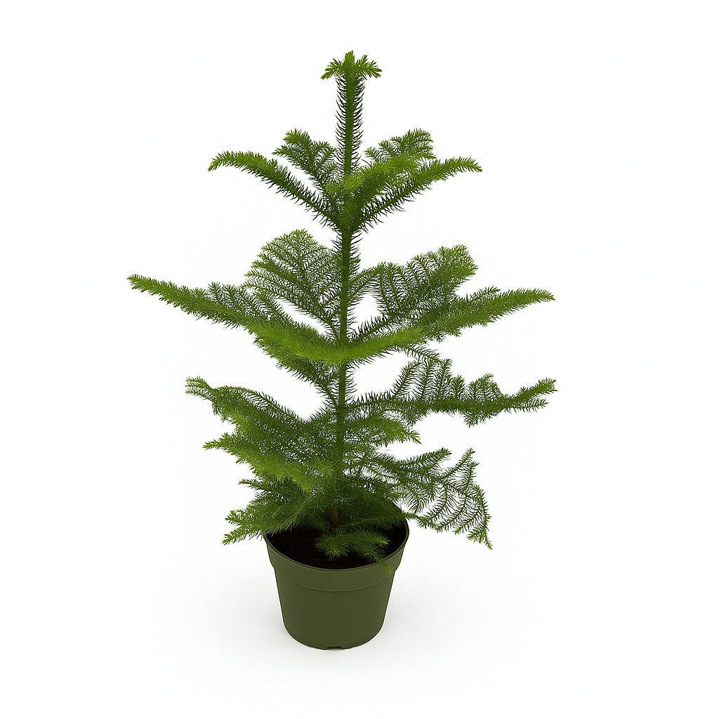 TR-Araucaria/H-50CM