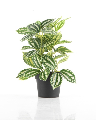 [X35189] Artificial-Pilea 55LVS-25CM
