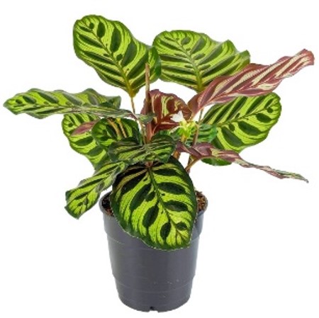 [X40789] TR-Calathea Peacock-Pot-12cm-Height-45cm
