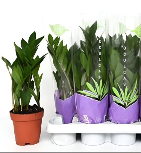 [X40797] TR-Zamioculcas Pot