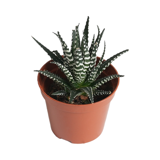 [X92404] TR-Tiger Cactus-Pot-8.5cm-Plant-10cm
