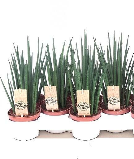 [X92406] TR-Sanseviera Mikado-Pot-10cm-Plant-30cm