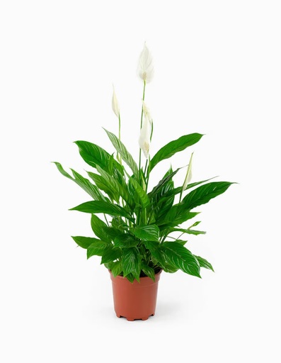 [X92411] TR-Spathiphyllum-Pot-13cm-Plant-60cm