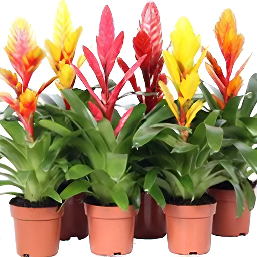 [X92412] TR-Vriesea Mix-Pot-cm-Plant-cm