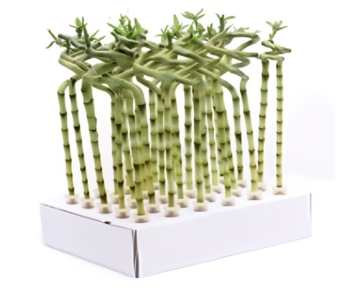 [P08668] TR-Dracaena Lucky Bamboo Curly W/O Tube 45Cm