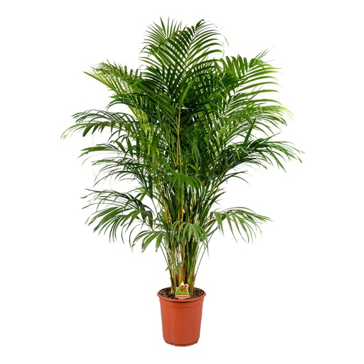 [X39157] TR-Plant - Dypsis Lutescense - kentia