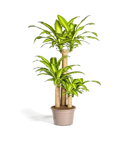 [X92415] TR-Dracaena Massanggenea-Pot-21cm-Plant-130cm