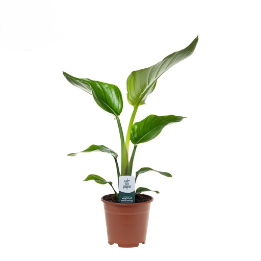[X129111] TR-Strelitzia Plant 