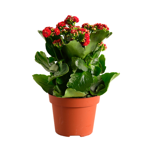 [P08663] TR-Kalanchoe Cal. Mixed 5 Color/Pot-12Cm.H-25 Cm 