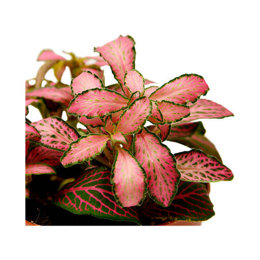 [P08665] TR-Mixed Fittonia/Pot-8Cm.H-10Cm 