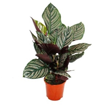 [X40788] TR-Calathea Sanderiana