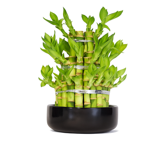 [X137233] TR-Bamboo Round/ H-25CM