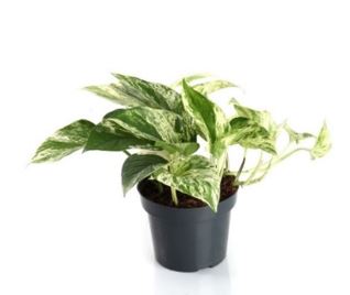 [X137234] TR-Epipremnum Marble Queen/ H-25CM