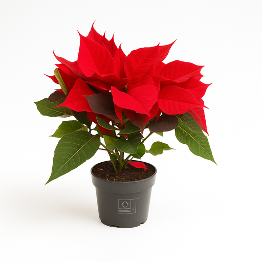 [X137236] TR-Poinsettia (Euphorbia)/H-25CM