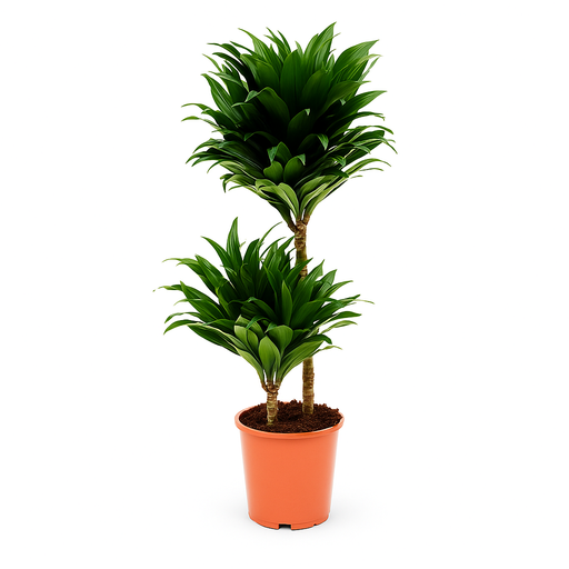 [X137237] TR-Dracaena Frag. Compacta/H-50 CM